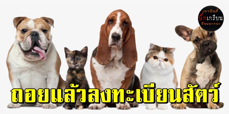 “รัฐมนตรีเกษตรฯ” สั่งถอนร่างกฎหมายขึ้นทะเบียนหมาแมวมาทบทวนกันใหม่