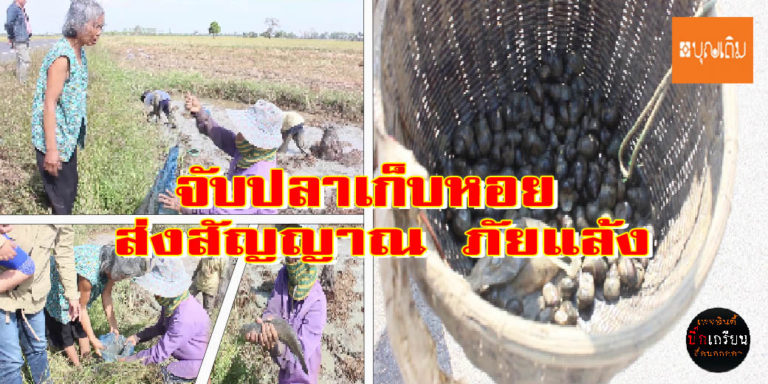 ​บุรีรัมย์แล้งเร็ว  จับปลาหาหอย  ​ส่งสัญญาณ​เตือน