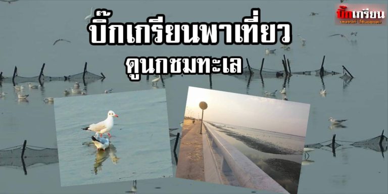 ​วิวดีชายทะเล ชมนกชมทะเล พาคนรักไปเที่ยว