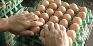 ไข่ไก่