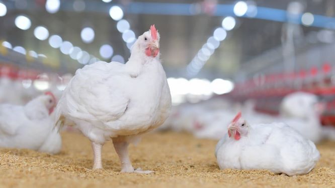 ซีพีเอฟ ยกระดับสวัสดิภาพสัตว์ เลี้ยงหมู-ไก่ด้วยโปรไบโอติกส์  ไม่ใช้ยาเร่งโต