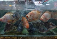 3 หลักฐานสำคัญ ต้องพิสูจน์ความจริง ‘ปลาหมอคางดำ’