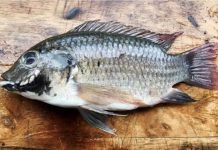 ต่างถิ่นแต่ไม่ไร้ค่า ปลาหมอคางดำไม่ใช่ปลามลพิษ