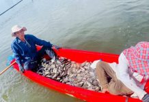 ประมงเพชรบุรีจับมือชุมชน ร่วมแรงจัดการ “ปลาหมอคางดำ” ต่อเนื่อง