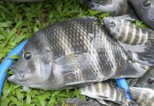 ปากเกร็ดไม่ทน จับมือ สมาคมตกปลาคุมปลาหมอบัตเตอร์ในบึง