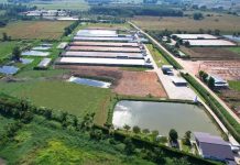 “ชนิสราฟาร์ม” ฟาร์มหมูหมื่นตัวที่เติบโตด้วยสองมือ และหัวใจไม่หยุดเรียนรู้