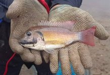 ตัดวงจรการลักลอบนำเข้าสัตว์ต่างถิ่น…ต้องทวนสอบข้อมูลให้ชัดและโปร่งใส