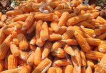 สมาพันธ์ปศุสัตว์และเพาะเลี้ยงสัตว์น้ำ ขอบคุณ ครม. ไฟเขียวนโยบายและมาตรการนำเข้ากากถั่วเหลือง-ข้าวโพด