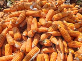 สมาพันธ์ปศุสัตว์และเพาะเลี้ยงสัตว์น้ำ ขอบคุณ ครม. ไฟเขียวนโยบายและมาตรการนำเข้ากากถั่วเหลือง-ข้าวโพด