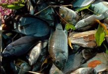 นักวิชาการชี้ “ลักลอบนำเข้า” เป็น ต้นเหตุสำคัญ สัตว์ต่างถิ่นระบาดในไทย