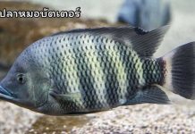 “ปลาหมอบัตเตอร์” ที่เขื่อนเขาแหลม สัญญาณเตือน การลักลอบนำเข้า ปัญหาที่รอแก้ไข