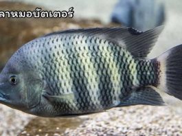 “ปลาหมอบัตเตอร์” ที่เขื่อนเขาแหลม สัญญาณเตือน การลักลอบนำเข้า ปัญหาที่รอแก้ไข