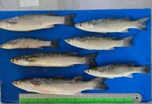 กรมทรัพยากรฯ ไม่พบปลาหมอคางดำใน 4 บริเวณปากแม่น้ำ 4 จังหวัด