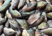 งานวิจัยชิ้นเดียว…อย่าด่วนตัดสินปลาหมอคางดำ