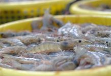 โรคกุ้ง…ภัยเงียบที่รัฐต้องเร่งแก้ อย่าหลงประเด็น “ปลาหมอคางดำ”