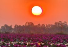 ล่องเรือสัมผัสบัวแดงตูมบาน ละลานตาที่ทุ่งบัวแดงบ้านรางบัว