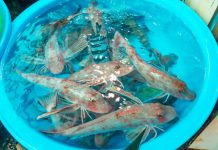 “ปลาซัคเกอร์” จากปลาตู้ – สายมู – สู่ภัยเงียบของแหล่งน้ำ