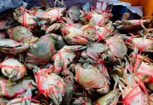 เกษตรกรเพชรบุรี เพาะเลี้ยง “ปูทะเล” สัตว์น้ำเศรษฐกิจ เพิ่มความมั่นคงทางอาชีพ