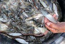 พบ ปลาเขือ-ปลากระบอก ผิดปกติที่สมุทรสาคร หวั่นมลพิษโรงงานปนเปื้อนห่วงโซ่อาหาร