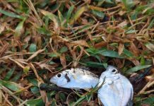 ประมงนครศรีธรรมราช ลงพื้นที่ขนาบนาก พบสัตว์น้ำหลากหลายชนิด ชุมชนสร้างมูลค่าเพิ่มจากปลาต่างถิ่น