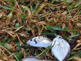 ประมงนครศรีธรรมราช ลงพื้นที่ขนาบนาก พบสัตว์น้ำหลากหลายชนิด ชุมชนสร้างมูลค่าเพิ่มจากปลาต่างถิ่น