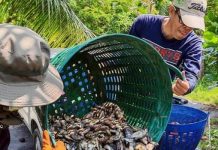 สมุทรปราการ พลิกโจทย์ “ปลาต่างถิ่น” สร้างรายได้ชุมชน เดินหน้าควบคุมต่อเนื่อง ฟื้นสมดุลแหล่งน้ำ