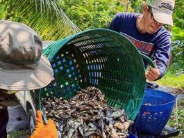 สมุทรปราการ พลิกโจทย์ “ปลาต่างถิ่น” สร้างรายได้ชุมชน เดินหน้าควบคุมต่อเนื่อง ฟื้นสมดุลแหล่งน้ำ