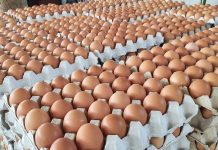 ไข่ไก่…เขย่าเก้าอี้รัฐบาล! ย้อนสถิติกราฟราคาไข่ ยุคไหนทำคนไทยอ่วมสุด?