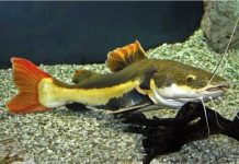 “ปลาเรดเทลแคทฟิช” หลักฐานชัด…การป้องกันสัตว์ต่างถิ่นของไทยยังหละหลวม