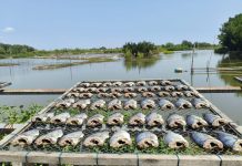 การจัดการปลาต่างถิ่น สร้างมูลค่าใหม่ของชุมชน วัตถุดิบอาหาร-เกษตร ช่วยสร้างรายได้และดูแลแหล่งน้ำ