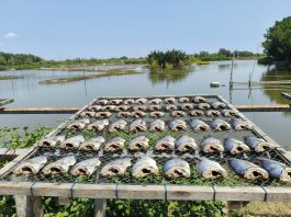 การจัดการปลาต่างถิ่น สร้างมูลค่าใหม่ของชุมชน วัตถุดิบอาหาร-เกษตร ช่วยสร้างรายได้และดูแลแหล่งน้ำ