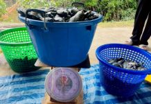 ปลาที่หลายคนเคยกลัว กลายเป็นทรัพยากร ชุมชนจับได้ ใช้เป็น