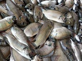 มองต่างมุม… ปลาต่างถิ่นในไทย