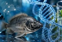 สืบจาก DNA! นักวิชาการยัน “ปลาหมอคางดำ” มาจากหลายสายน้ำ พันธุกรรมฟ้องชัด ไม่ได้มาจากสายพันธุ์เดียว!